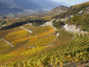 vignobles